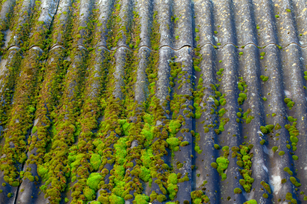 Why Roof Stains Spread So Aggressively on Homes in Anthony and Ft. McCoy